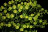 Euphorbia characias subsp. wulfenii RCP3-07 060.jpg